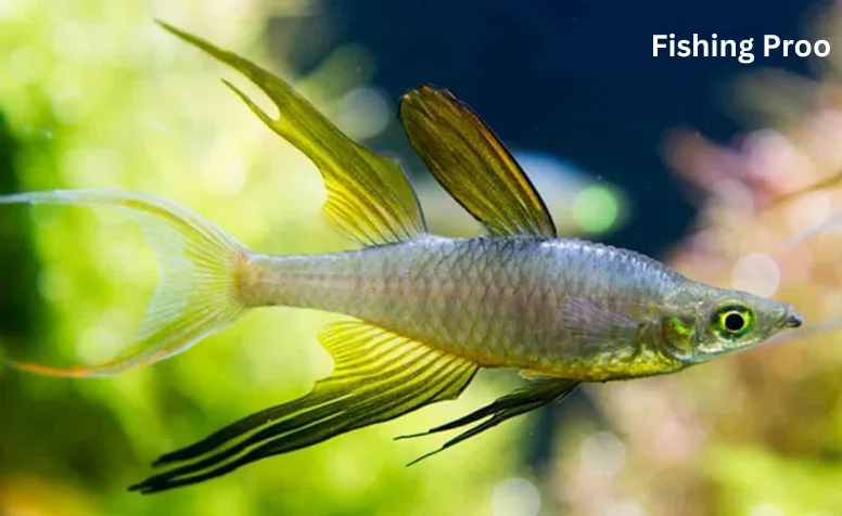 Threadfin Fish