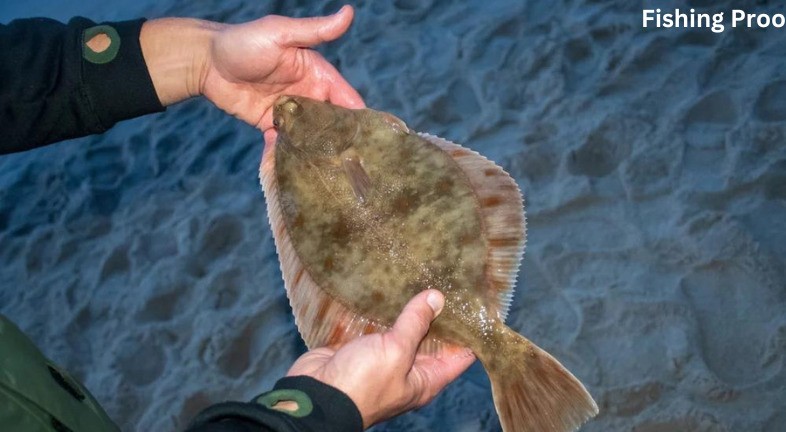 Flatfish