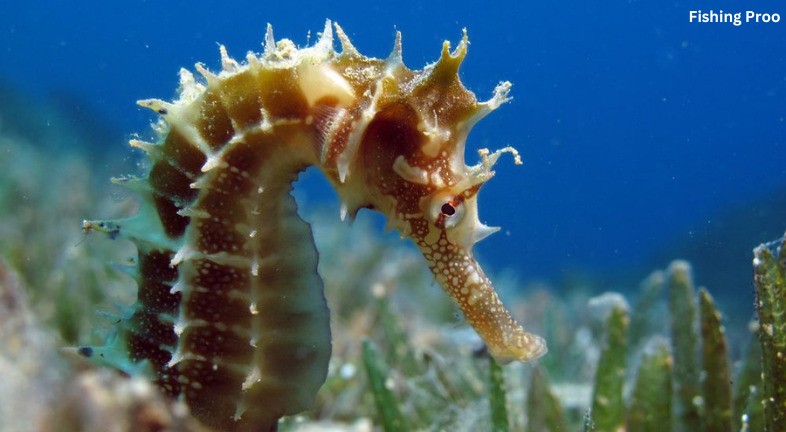 The Last Frontier of Tiny Fishing: The Magnificent Seahorse: