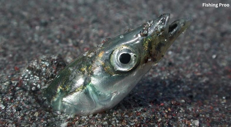 Beyond the Code: The Secret Depths of Tiny Fishing: