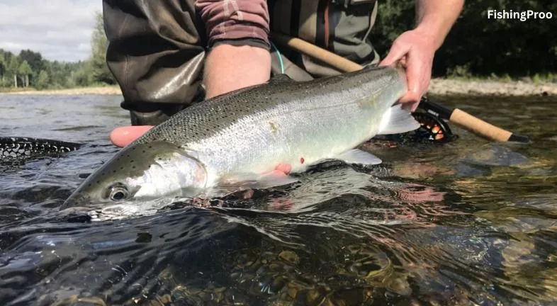 COWLITZ RIVER FISHING