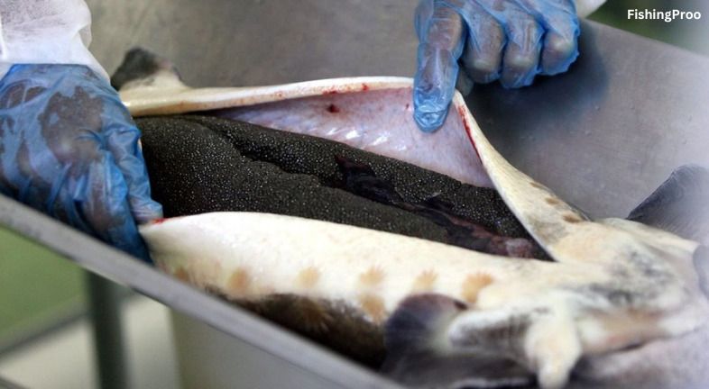Do dead fish eggs make caviar?