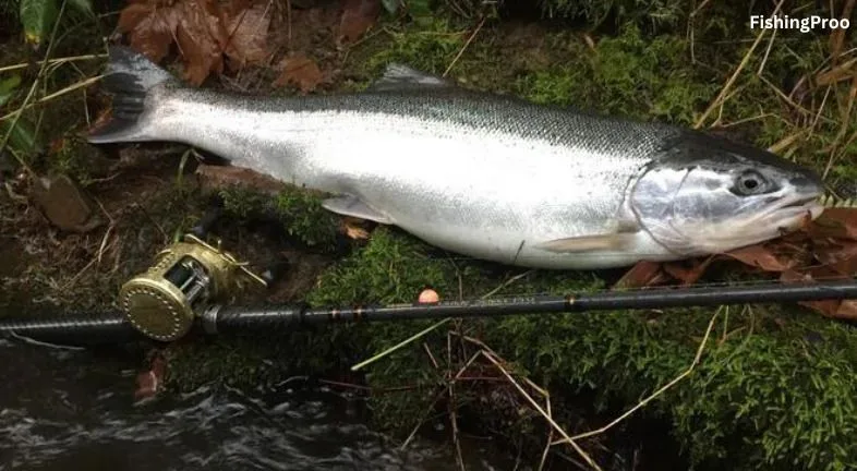 Winter Steelhead: