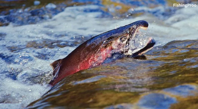 Coho Salmon