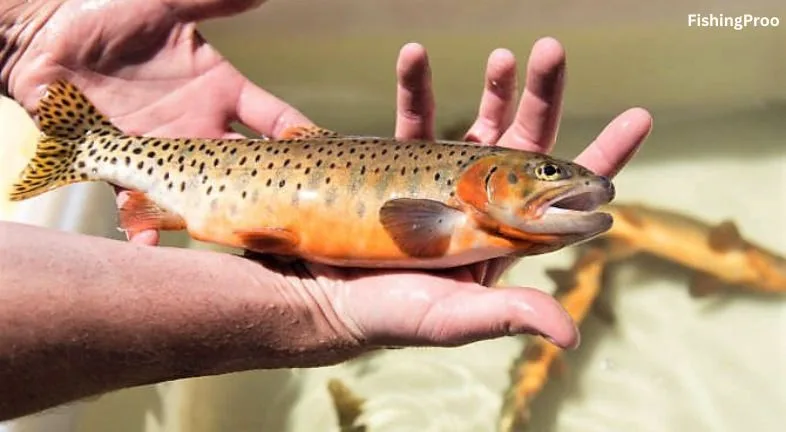 Cutthroat Trout