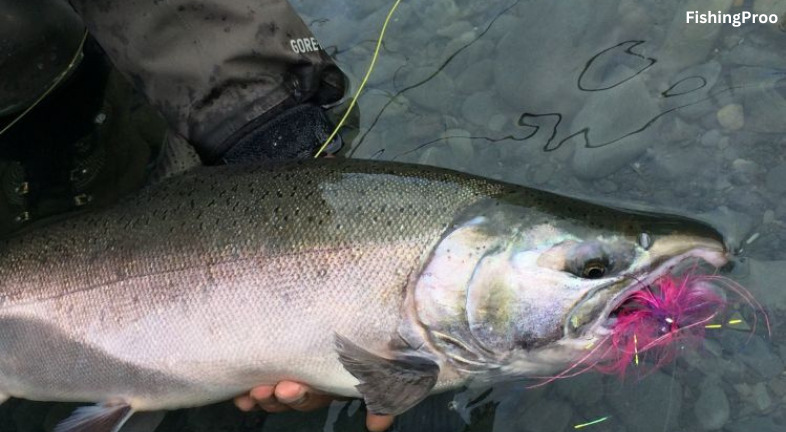 is the puyallup river open for salmon fishing