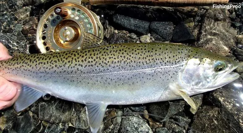 Sea-Run Cutthroat Trout