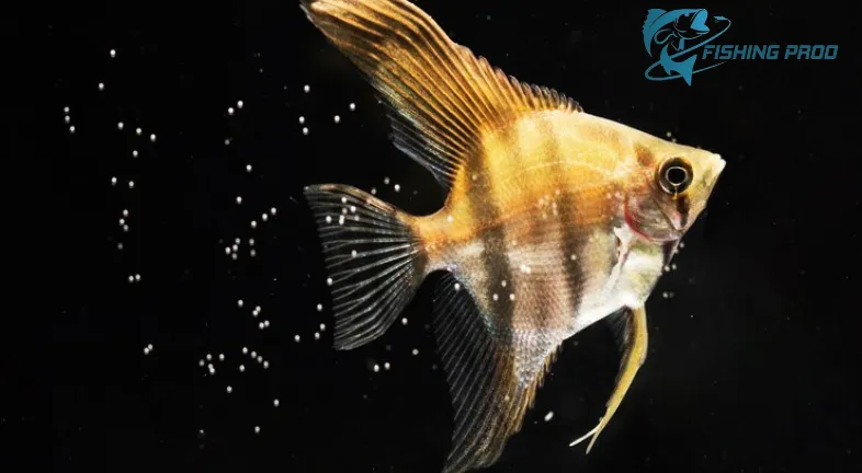Factors that May Affect the Aggression of Molly Fish