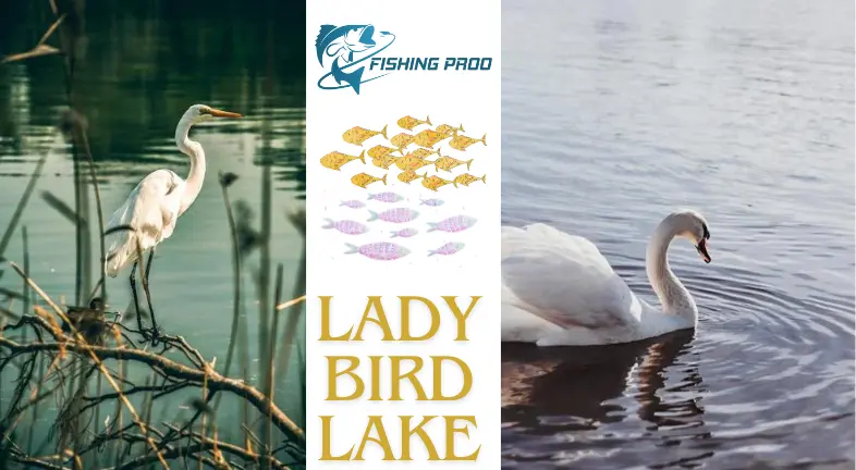 Lady Bird Lake: