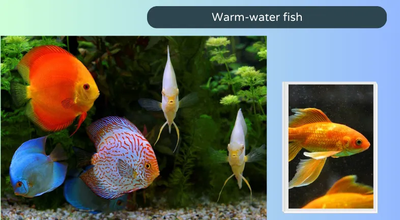 Warm-water fish