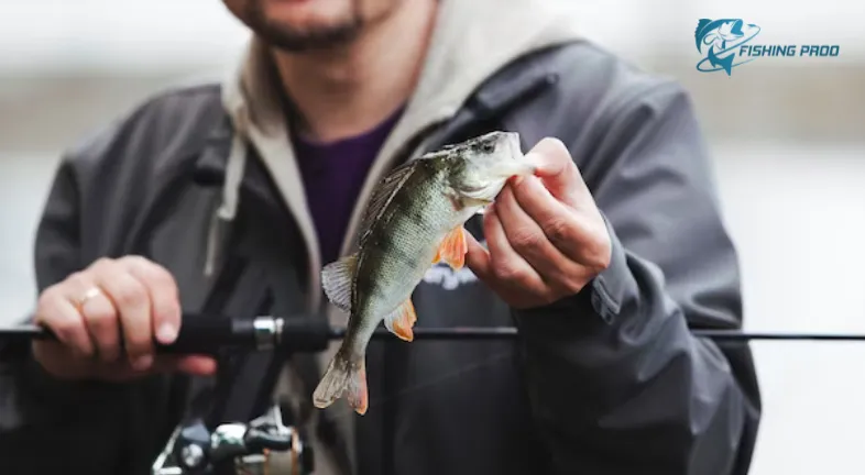 RAINBOW FISHING TROUT