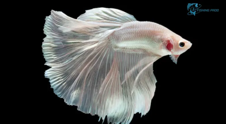 WHITE BETTA FISH-