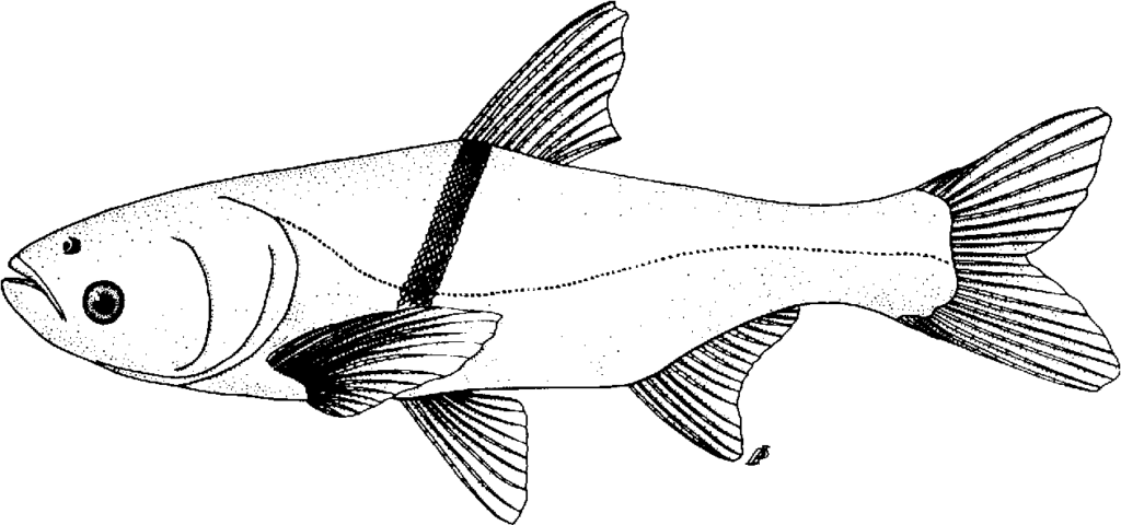 Hypophthalmichthys nobilis, the bighead carp