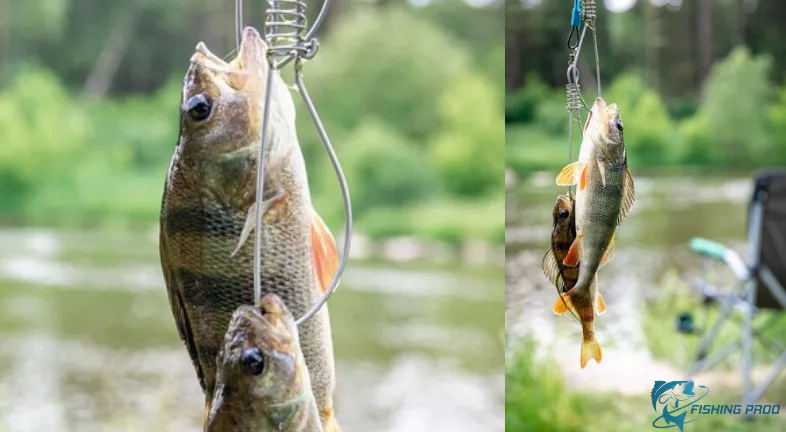 Examining the Different Aspects of Angling:
