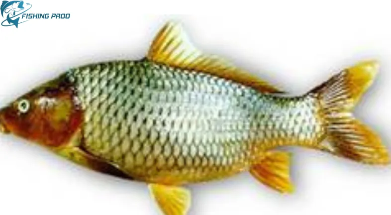 Cyprinus carpio, or common carp