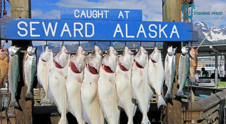 HOW TO FISH FOR HALIBUT IN CALIFORNIA-
