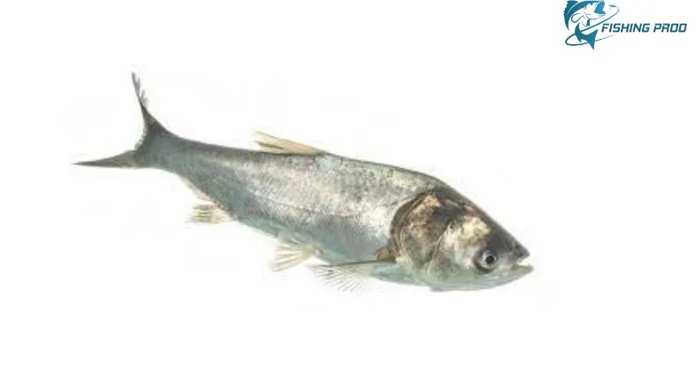 Hypophthalmichthys molitrix, or silver carp