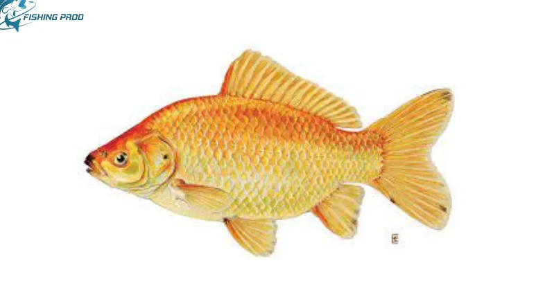 One Carassius auratus auratus goldfish