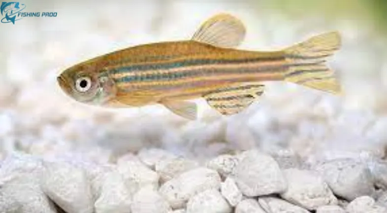 Recommendation against keeping mud minnows in aquariums