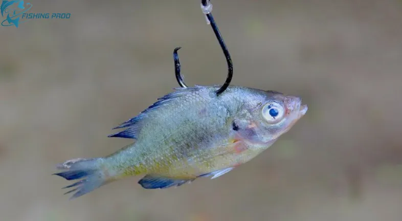 CAN YOU USE BLUE GILL FOR BAIT?