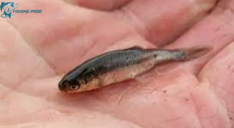 The following advice will help you use mud minnows as bait: