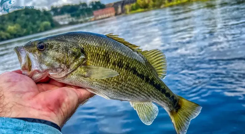 Everything you desire to know about bass fishing