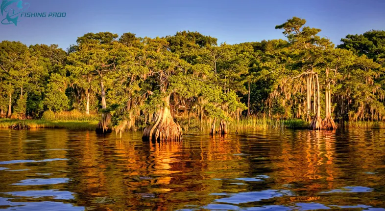 Fellsmere Lake