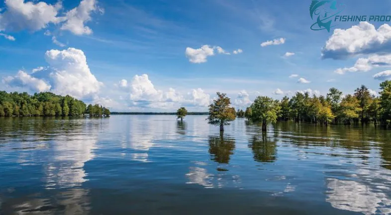 Santee Cooper Lakes (Marion/Moultrie, South Carolina)