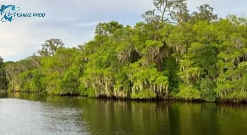 The St. Johns River