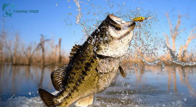 What is Bass Fishing ?