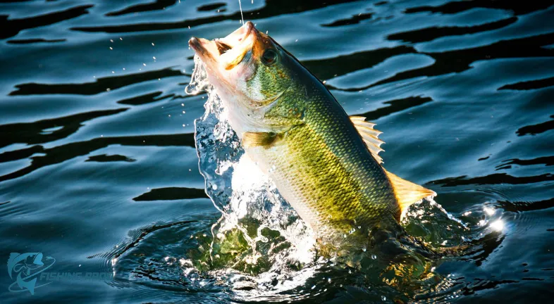 find Bass Fishing