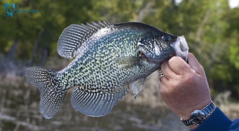 Bream and panfish