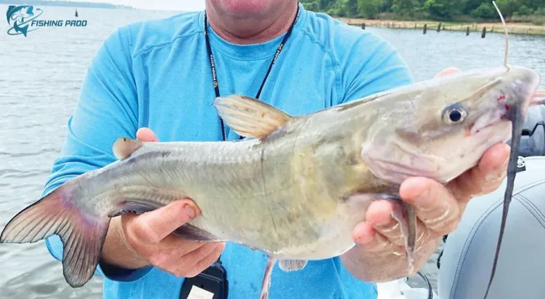 Catfish Fishing