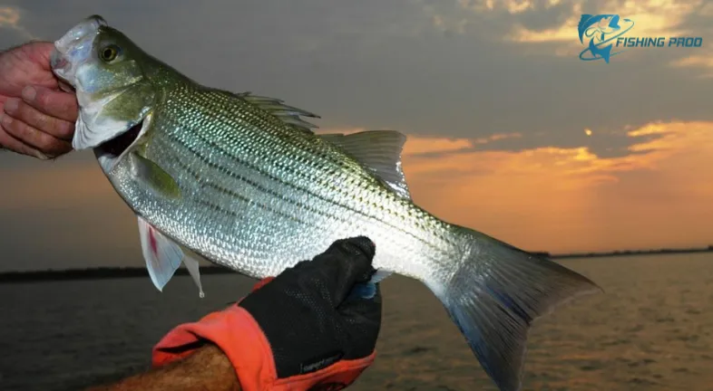 White bass and hybrid striped bass.