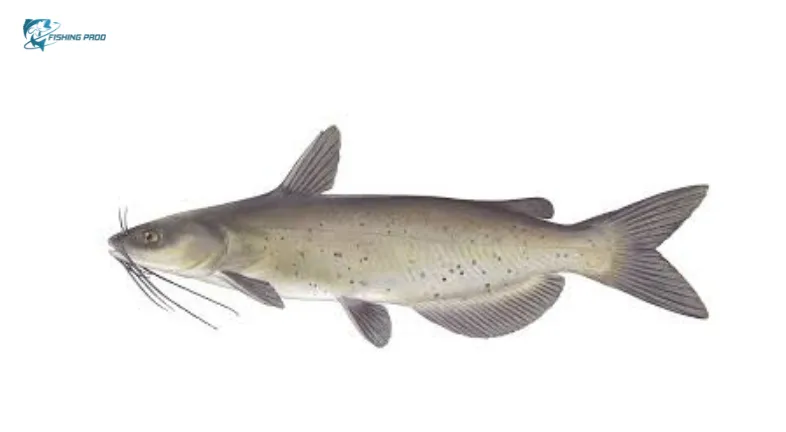 Channel catfish