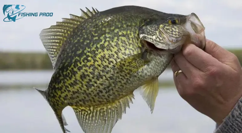 Crappie Fishing