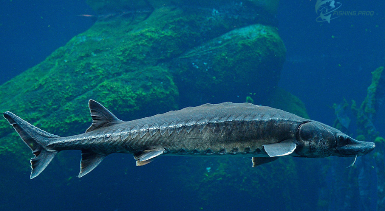 Delaware Bay: A Vast Underwater World