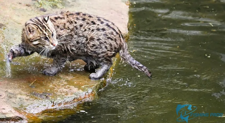 Fish Fishing for Cats