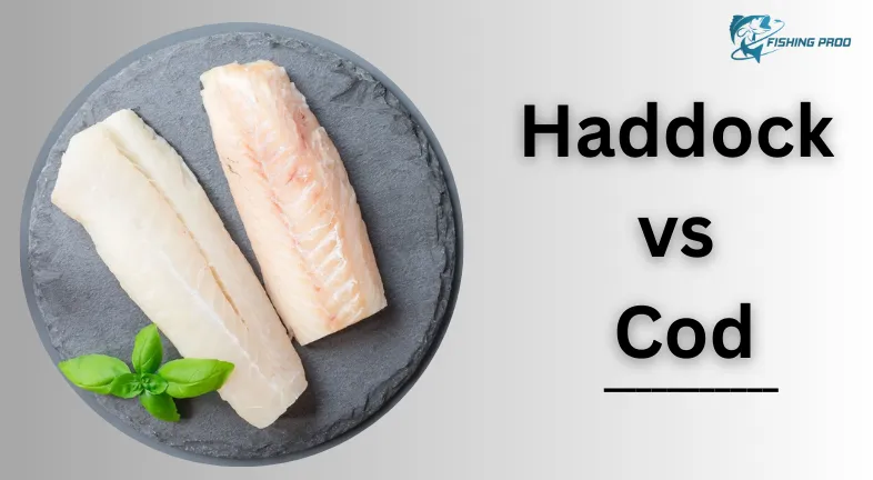 Haddock vs Cod