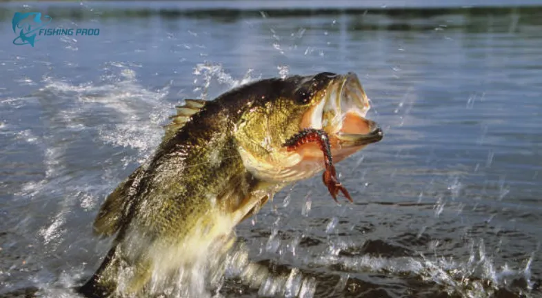 Largemouth Bass: The Green Goliath