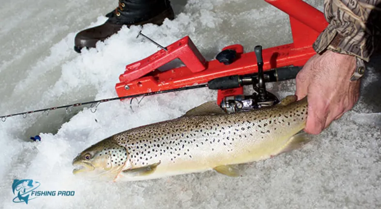 Learning trout fishing with good presentation methods