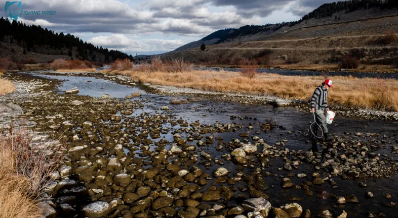 According to most recent studies, the Madison River is in great fishing shape.