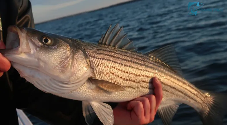 NJ Fishing Report