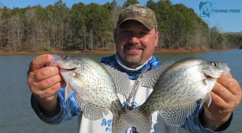 Crappie