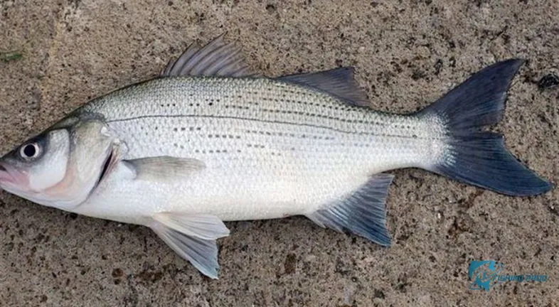 White Bass: