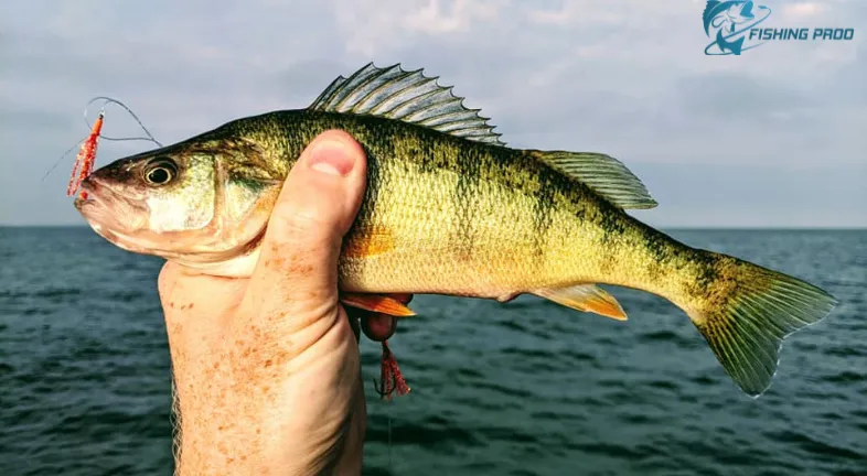 Yellow Perch