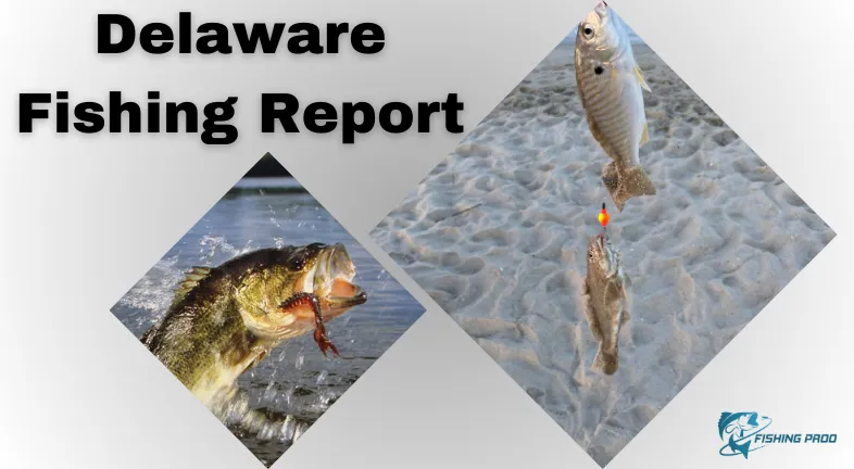 Delaware Fishing Report