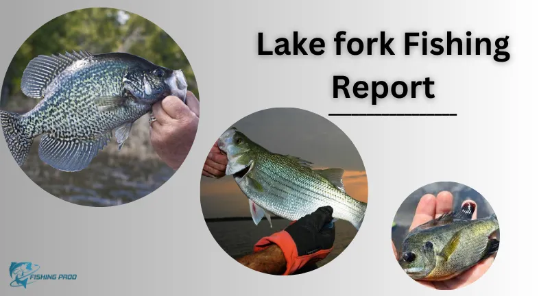 Lake fork Fishing Report