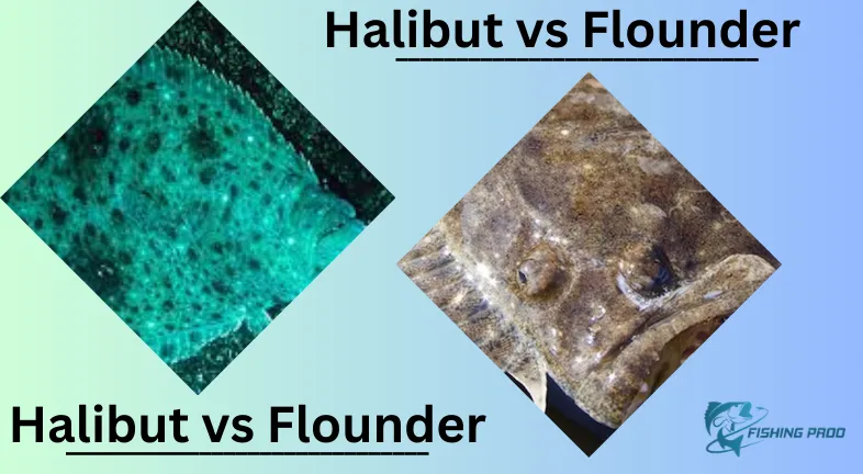 Halibut vs Flounder