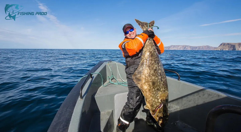 Halibut vs Flounder